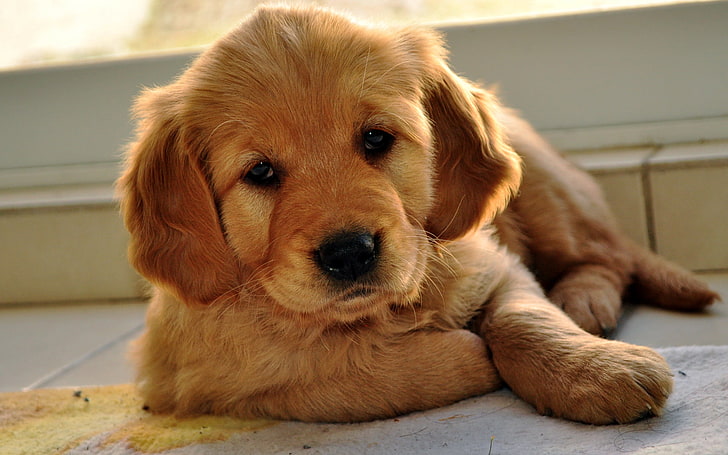 HD wallpaper: golden retriever puppy, look, doggie, Labrador Retriever,  pets | Wallpaper Flare