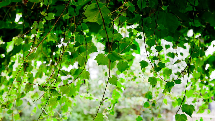 HD wallpaper: Leaves Vines HD, nature | Wallpaper Flare