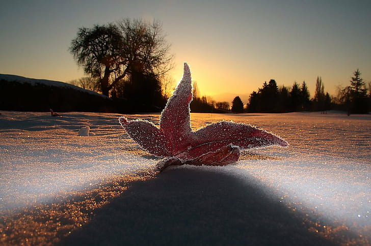 macro shot of red leaf on snowfield, Frosty, Morning, Awesome, HD wallpaper