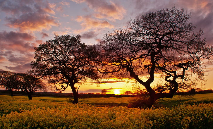 black silhouette of four trees during sunset, Storeton, Wirral, HD wallpaper