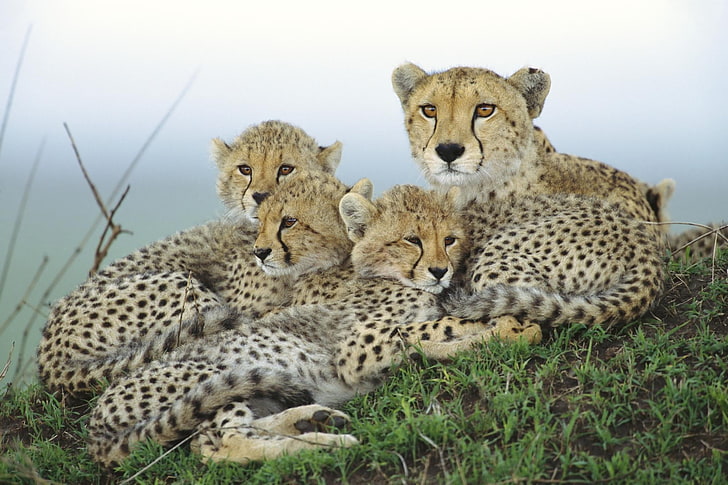 cheetah and cubs, family, mother, wildlife, undomesticated Cat, HD wallpaper