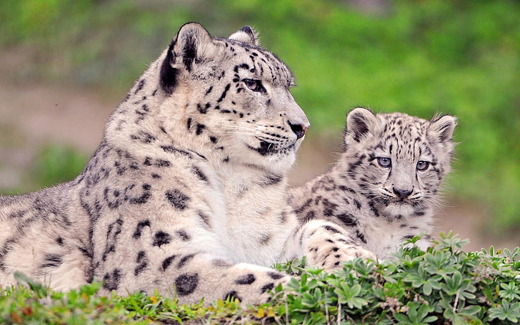 Jaguar, snow leopard, couple, cub, sit, grass, carnivore, animal