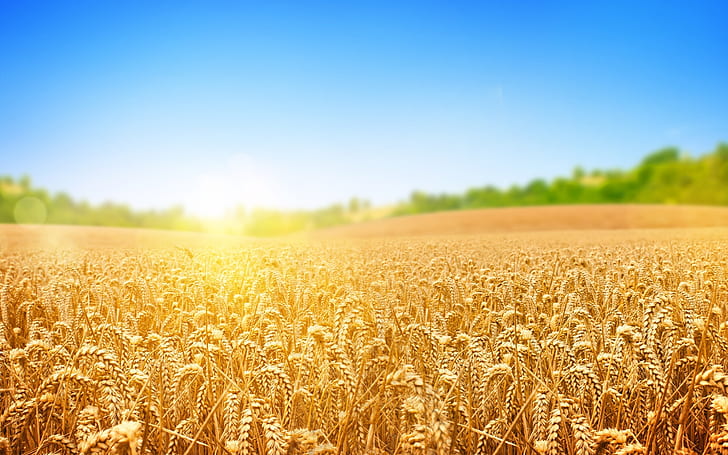 Wheat Field, sun, HD wallpaper