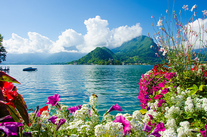white petaled flowers, sea, the sky, clouds, mountains, nature