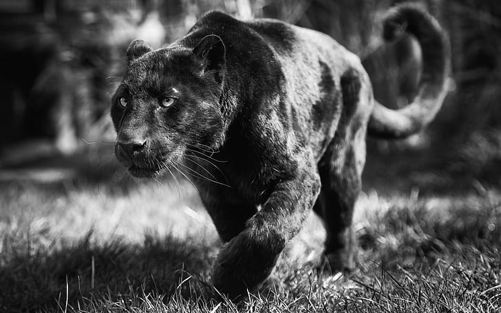 Panthers animals 1080P, 2K, 4K, 5K HD wallpapers free download | Wallpaper  Flare