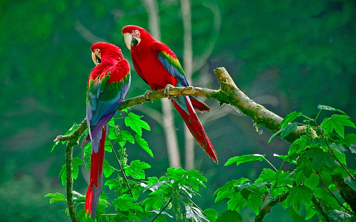 Great colorful parrot wallpaper | 2880x1800 | 3853 | WallpaperUP
