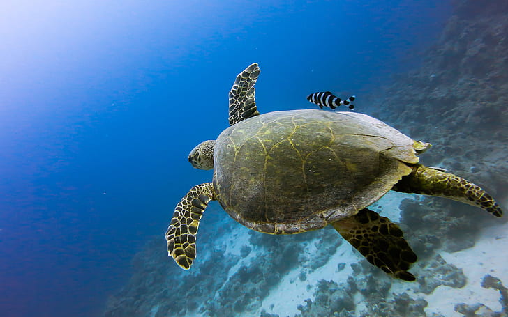 Turtle Tortoise Underwater Ocean Fish HD, animals, HD wallpaper