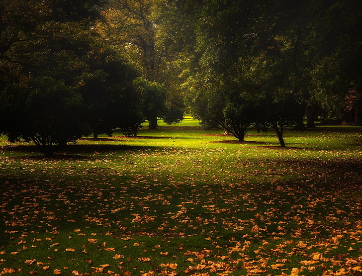 leafed trees, dried leaves on grass, nature, landscape, park, HD wallpaper