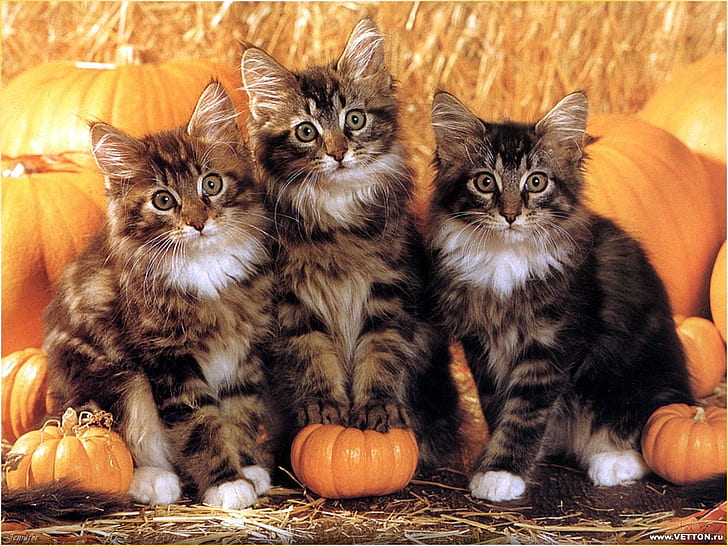 animal autumn Pumpkin cats Animals Cats HD Art, halloween, Fruit, HD wallpaper