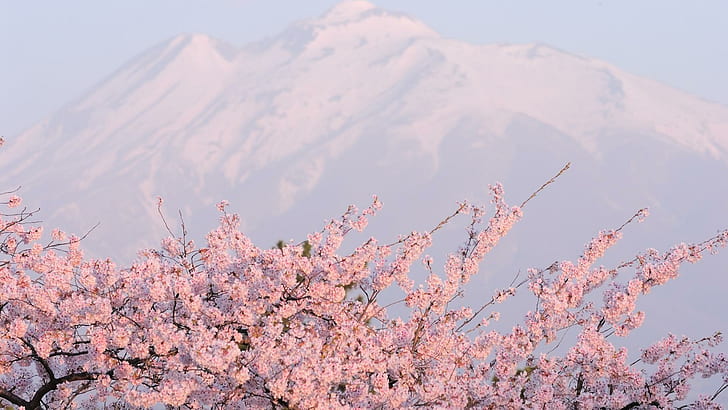 Spring Pink Cloud, cherry blossom tree, pink blossoms, mountains