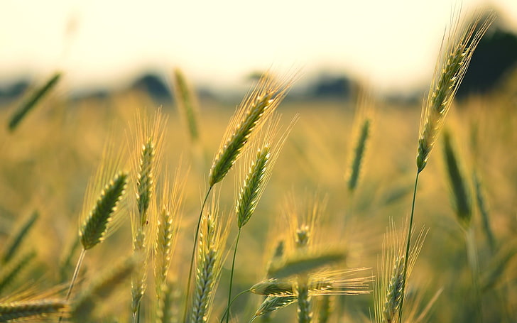 wheat, field, macro, background, widescreen, Wallpaper, rye