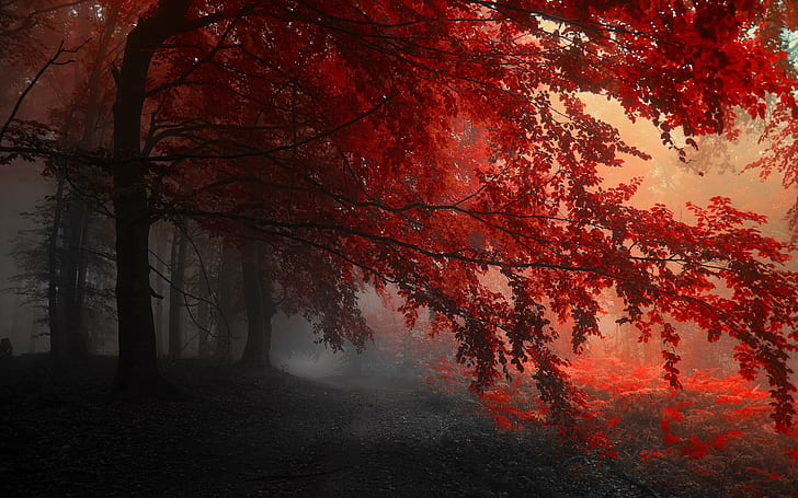 Red Forest Autumn, nature, HD wallpaper