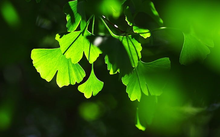 ginko, plants, macro, plant part, leaf, green color, growth