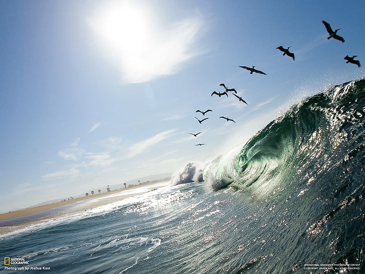 water waves under birds digital wallpaper, National Geographic, HD wallpaper