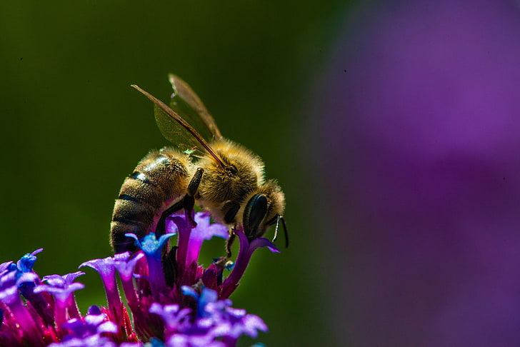 animals, insect, macro, bees, flowering plant, one animal, animals in the wild, HD wallpaper