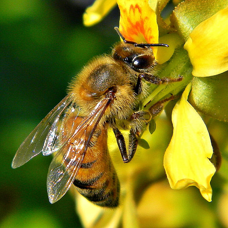 photo of bee, honey bee, honey bee, Gray, taxonomy, binomial, HD wallpaper