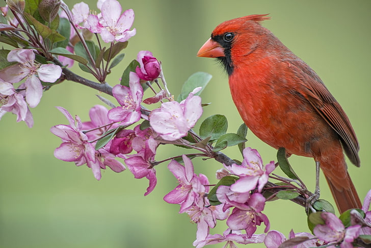 cardinal bird, branch, spring, Apple, flowering, flowers, Red cardinal, HD wallpaper