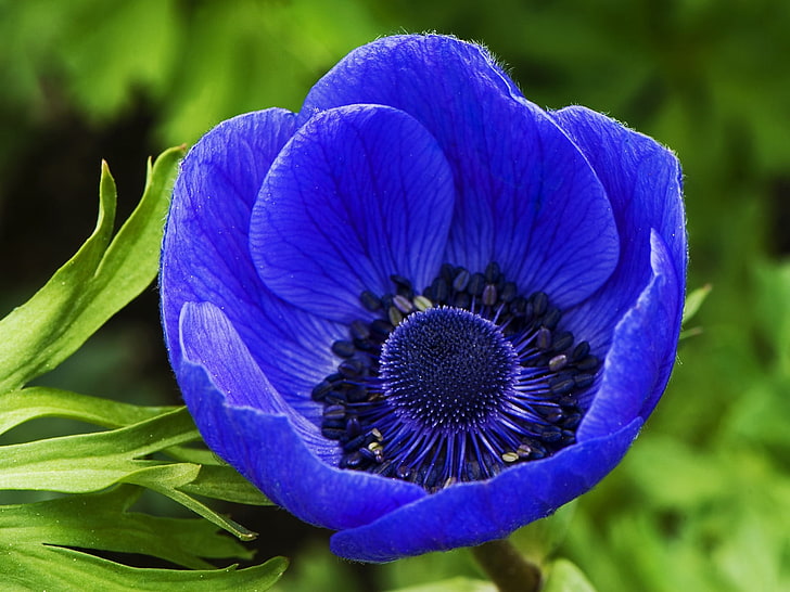 Dark Blue Flower, blue anemone flower, Nature, Flowers, flowering plant, HD wallpaper