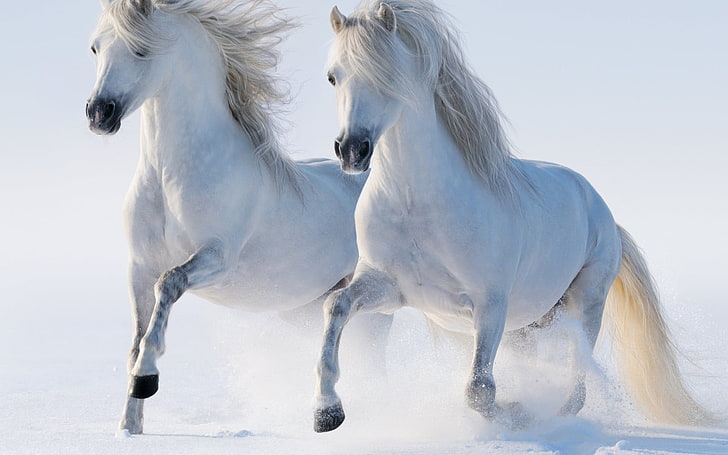 two horses, couple, animals, animal themes, mammal, white color
