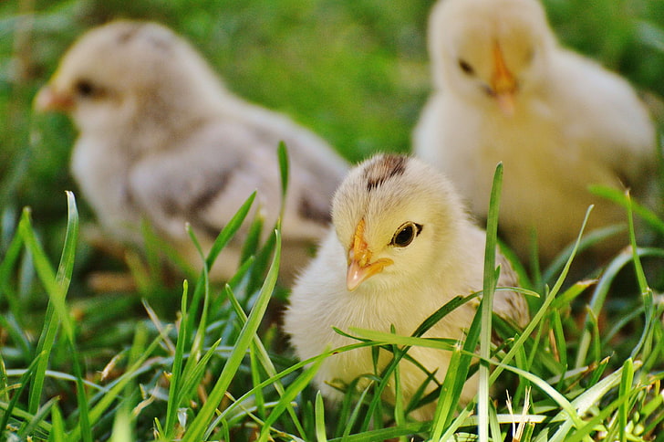 animal, baby, bird, chicks, close up, cute, domestic, farm
