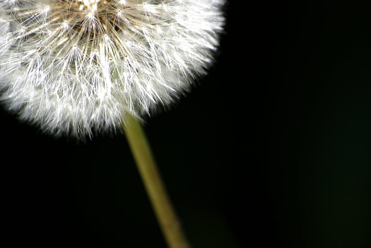 closeup photo of white Dandelion flower, els pets, fàcil, Navarcles, HD wallpaper