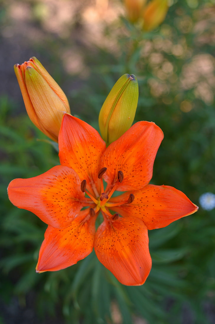 orange petaled flower, lilies, blurred, flowering plant, freshness, HD wallpaper