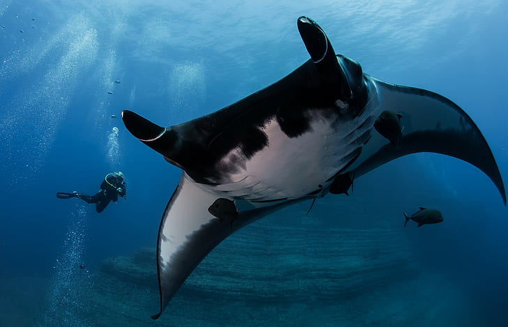 animals, underwater, divers, manta rays, HD wallpaper