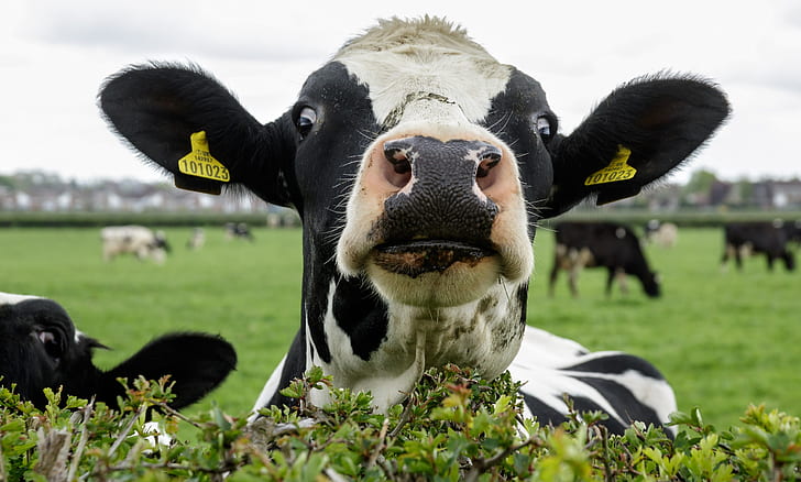 Animal, Cow, Funny, Stare