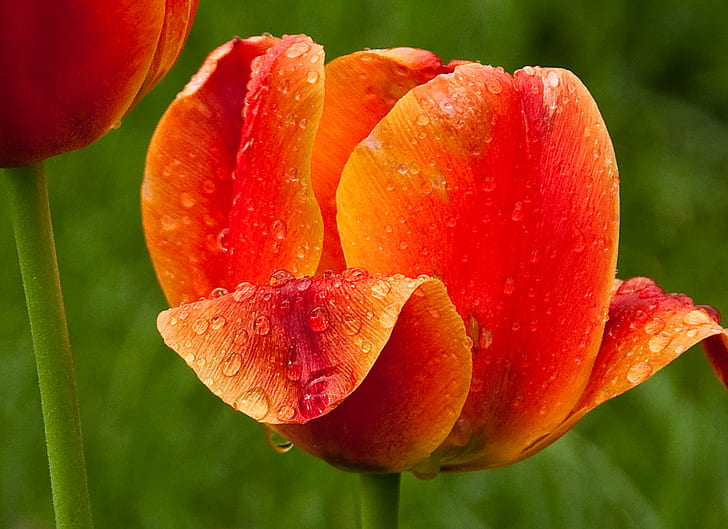orange petal flower, Morning, rain, flower  flower, drops, nature