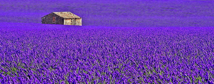 purple lavender flower field, flowers, house, France, meadow