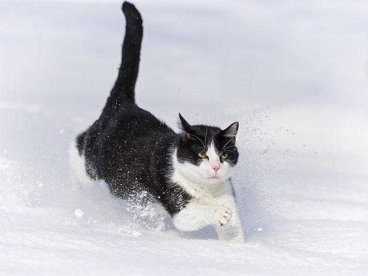 tuxedo cat, winter, snow, the snow, runs, ©Tambako The Jaguar, HD wallpaper