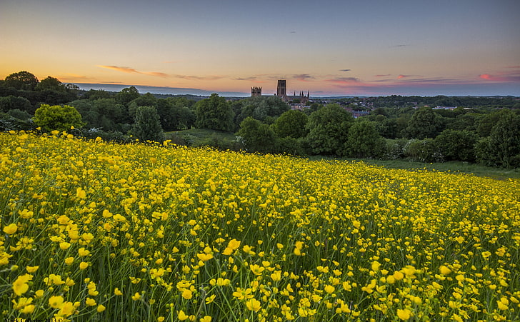 Durham Buttercup, yellow rapeseed flower field, Nature, Landscape, HD wallpaper