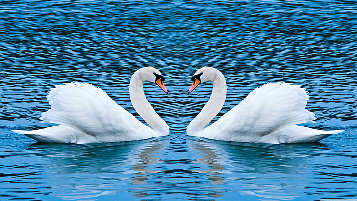 swans, calm, water, bird, water bird, romantic, couple, beak