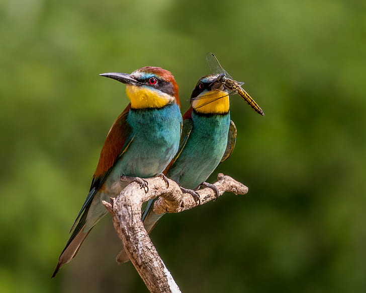 two blue long beak birds on brown tree branch shallow focus, looking at you, HD wallpaper