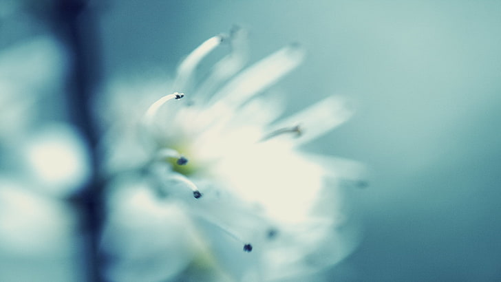 white petaled flower, macro, flowers, nature, white flowers, no people, HD wallpaper