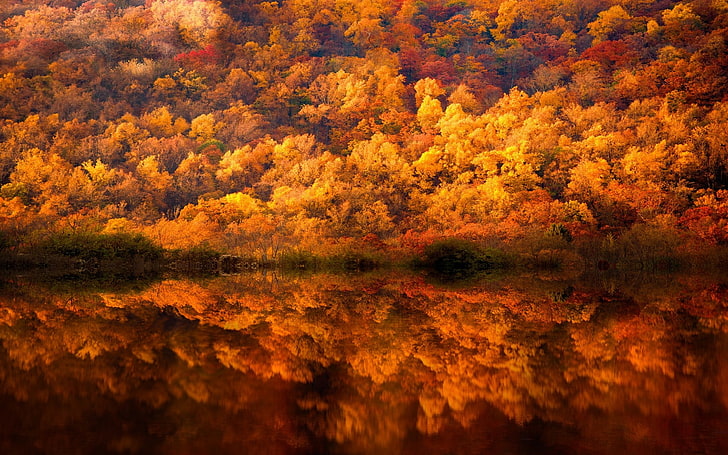 photo of body of water and trees during autumn, nature, landscape