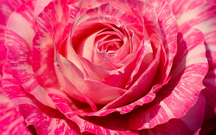 Pink rose macro photography, petals, flower close-up