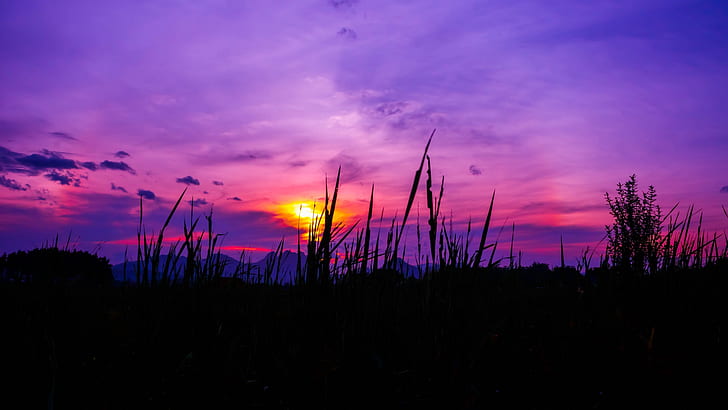 grass, sky, purple, sunset, HD wallpaper