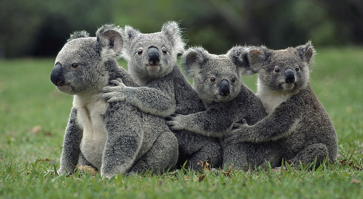 HD wallpaper: Funny Cute Koalas, Animals, Wild, group of animals, animal  wildlife | Wallpaper Flare
