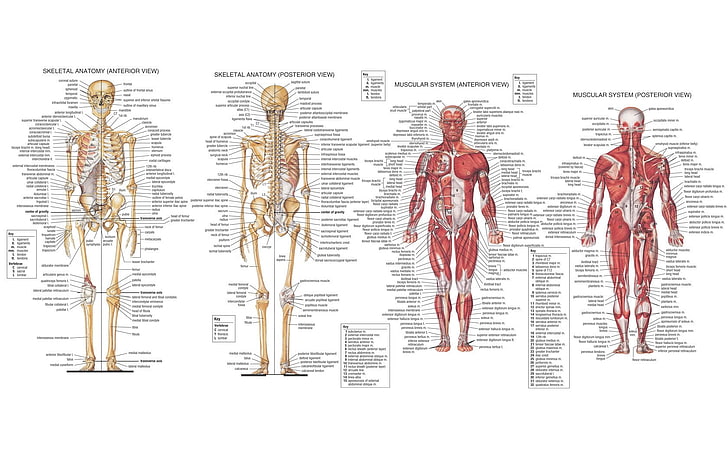 human skeleton illustration, anatomy, muscles, infographics, white background, HD wallpaper