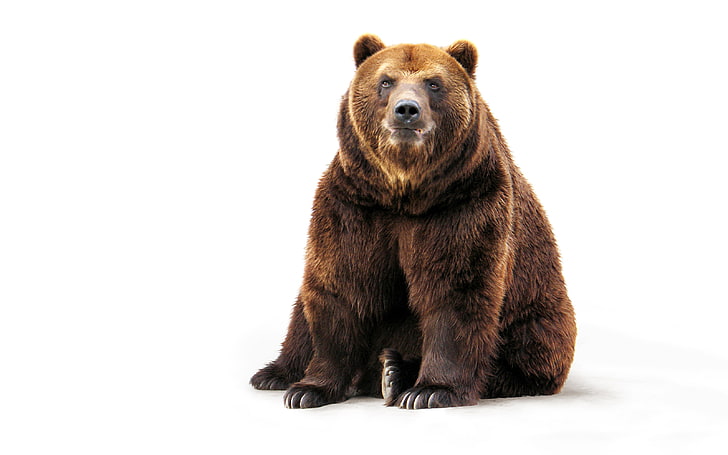 grizzly bear, face, paws, wool, white background, sitting, brown