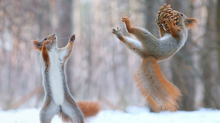 squirrels, animal, cones, snow, fun, animals, HD wallpaper