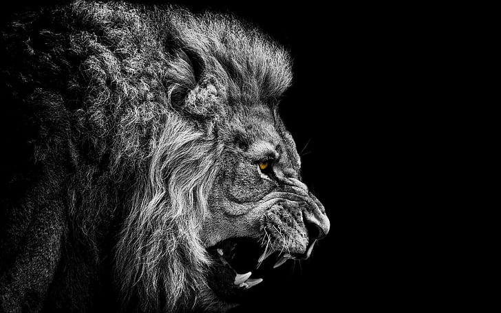 lion, animals, Africa, black, artwork, photography, big cats