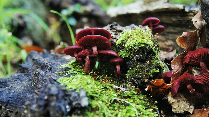 mushroom, macro, plants, moss, HD wallpaper