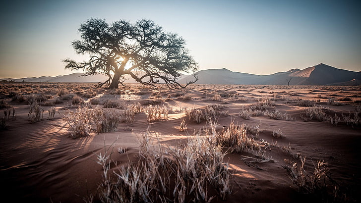 namibia, africa, desert, tree, sunrise, lonely tree, lone tree, HD wallpaper