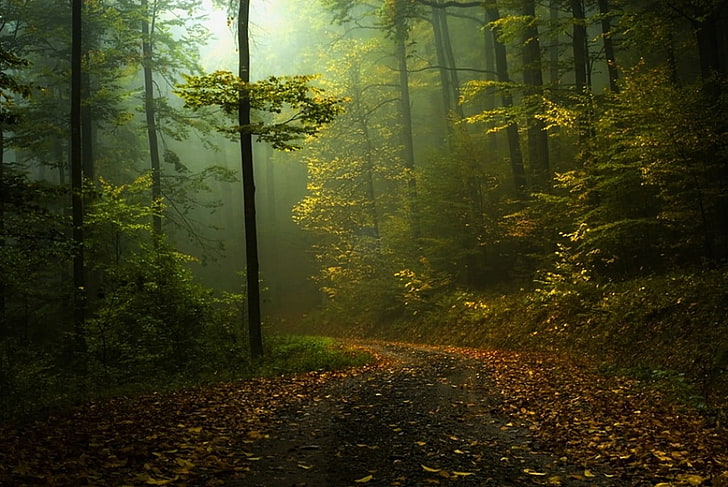 green leafed tree, forest and pathway, fall, mist, shrubs, morning