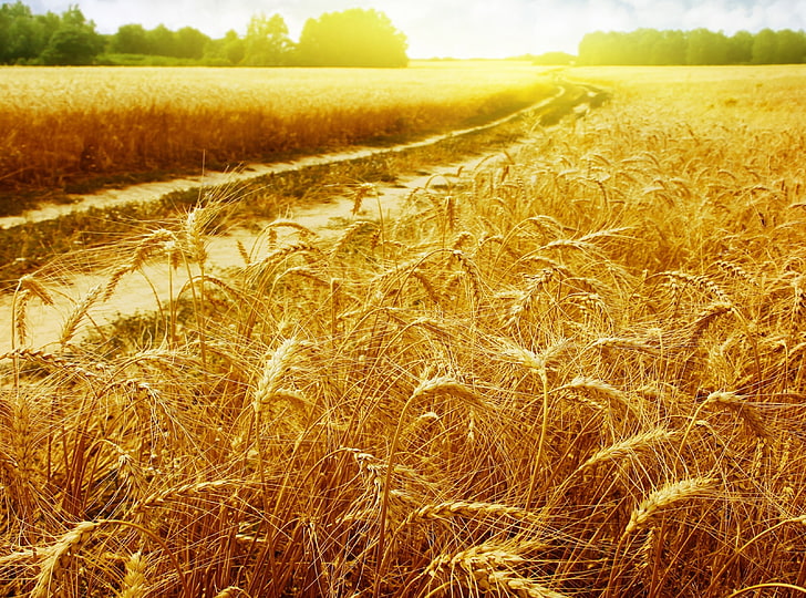 Sunny Field, rice plants, Nature, Landscape, agriculture, rural scene, HD wallpaper