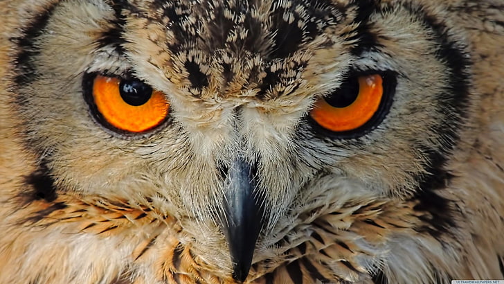 Birds, Owl, Animal, Beak, Close-Up, Eagle-Owl, Eye, Face, HD wallpaper
