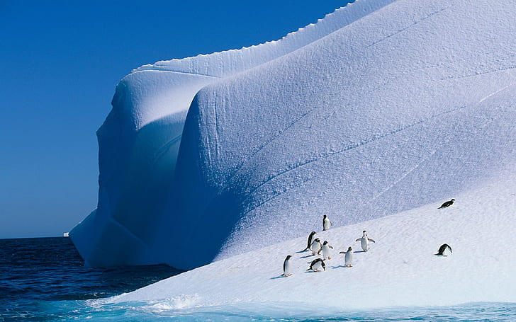 nature, ice, landscape, animals, penguins, iceberg, birds, HD wallpaper