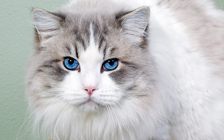 white and grey cat, fluffy, blue-eyed, face, cute, pets, animal